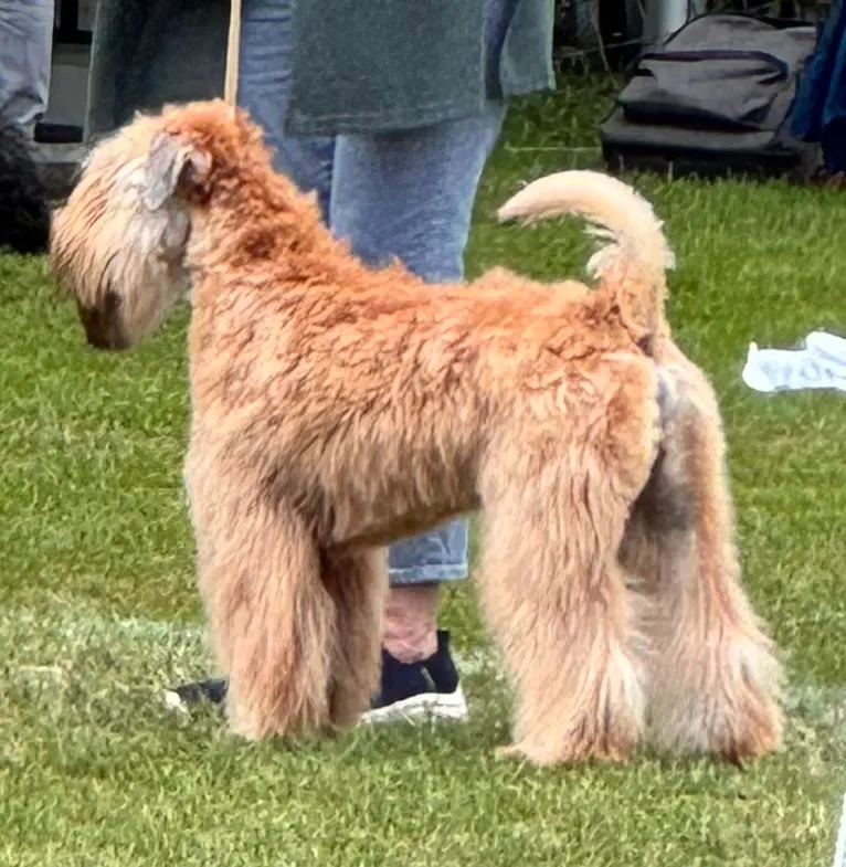 Antikens Caesar 'Bennie'