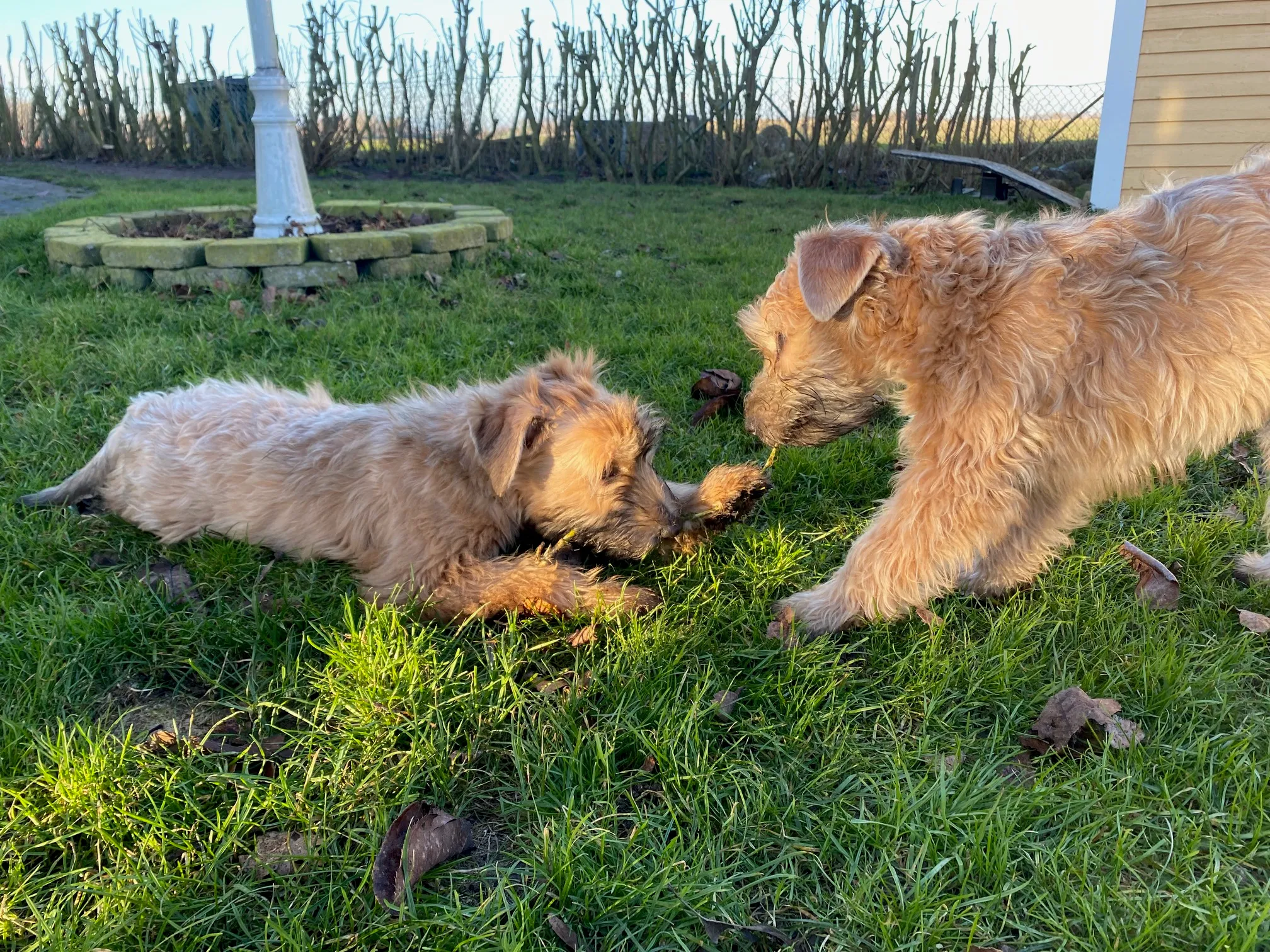 lot of puppies running around