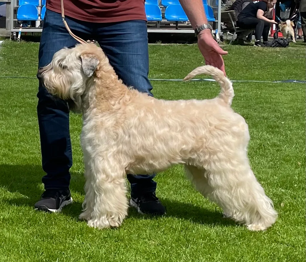 Female dog called Paxi standing at a dog contest