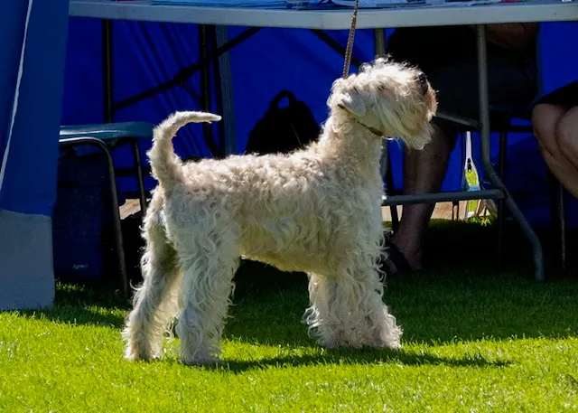Female dog called Paxi standing at a dog contest